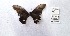  (Papilio isidorus - CBMP0329)  @11 [ ] Unspecified (default): All Rights Reserved (2022) Copyright photoshop