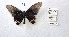  (Parides orellana - CBMP0331)  @11 [ ] Unspecified (default): All Rights Reserved (2022) Copyright photoshop