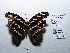  ( - CBMP0083)  @11 [ ] Copyright (2022) Unspecified photoshop