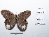  ( - CBMP0126)  @11 [ ] Copyright (2022) Unspecified photoshop