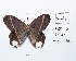  ( - CBMP0212)  @11 [ ] Copyright (2022) Unspecified photoshop