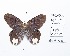  ( - CBMP0213)  @11 [ ] Copyright (2022) Unspecified photoshop
