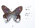  ( - CBMP0219)  @11 [ ] Copyright (2022) Unspecified photoshop