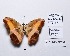  ( - CBMP0236)  @11 [ ] Copyright (2022) Unspecified photoshop