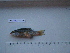  ( - IB-CCIEN012)  @12 [ ] CreativeCommons - Attribution Non-Commercial Share-Alike (2011) Hector Espinosa Universidad Nacional Autonoma de Mexico, Instituto de Biologia