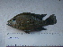  (Herichthys minckleyi - IB-CCIEN018)  @13 [ ] CreativeCommons - Attribution Non-Commercial Share-Alike (2011) Hector Espinosa Universidad Nacional Autonoma de Mexico, Instituto de Biologia
