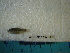  (Cyprinodon atrorus - IB-CCIEN024)  @13 [ ] CreativeCommons - Attribution Non-Commercial Share-Alike (2011) Hector Espinosa Universidad Nacional Autonoma de Mexico, Instituto de Biologia