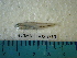  (Cyprinella xanthicara - IB-CCIEN027)  @13 [ ] CreativeCommons - Attribution Non-Commercial Share-Alike (2011) Hector Espinosa Universidad Nacional Autonoma de Mexico, Instituto de Biologia