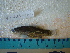  (Cyprinodon bifasciatus - IB-CCIEN033)  @13 [ ] CreativeCommons - Attribution Non-Commercial Share-Alike (2011) Hector Espinosa Universidad Nacional Autonoma de Mexico, Instituto de Biologia