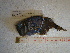  (Diretmoides - IB-COB011)  @13 [ ] CreativeCommons - Attribution Non-Commercial Share-Alike (2011) Hector Espinosa Universidad Nacional Autonoma de Mexico, Instituto de Biologia