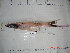  (Bathypterois viridensis - IB-COB088)  @12 [ ] CreativeCommons - Attribution Non-Commercial Share-Alike (2011) Hector Espinosa Universidad Nacional Autonoma de Mexico, Instituto de Biologia