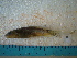  (Catostomus plebeius - IB-DUR002)  @11 [ ] CreativeCommons - Attribution Non-Commercial Share-Alike (2011) Hector Espinosa Universidad Nacional Autonoma de Mexico, Instituto de Biologia