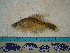  ( - IB-DUR017)  @11 [ ] CreativeCommons - Attribution Non-Commercial Share-Alike (2011) Hector Espinosa Universidad Nacional Autonoma de Mexico, Instituto de Biologia