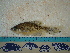  ( - IB-DUR018)  @11 [ ] CreativeCommons - Attribution Non-Commercial Share-Alike (2011) Hector Espinosa Universidad Nacional Autonoma de Mexico, Instituto de Biologia