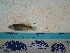  (Codoma - IB-DUR029)  @11 [ ] CreativeCommons - Attribution Non-Commercial Share-Alike (2011) Hector Espinosa Universidad Nacional Autonoma de Mexico, Instituto de Biologia