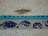  (Gila sp. 1 - IB-DUR040)  @13 [ ] CreativeCommons - Attribution Non-Commercial Share-Alike (2011) Hector Espinosa Universidad Nacional Autonoma de Mexico, Instituto de Biologia