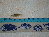  ( - IB-DUR041)  @13 [ ] CreativeCommons - Attribution Non-Commercial Share-Alike (2011) Hector Espinosa Universidad Nacional Autonoma de Mexico, Instituto de Biologia