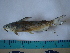  (Ictalurus punctatus - IB-DUR053)  @14 [ ] CreativeCommons - Attribution Non-Commercial Share-Alike (2011) Hector Espinosa Universidad Nacional Autonoma de Mexico, Instituto de Biologia