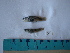  ( - IB-DUR057)  @12 [ ] CreativeCommons - Attribution Non-Commercial Share-Alike (2011) Hector Espinosa Universidad Nacional Autonoma de Mexico, Instituto de Biologia