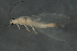  ( - 09CBSTO-057)  @13 [ ] CreativeCommons - Attribution (2010) Unspecified Centre for Biodiversity Genomics