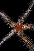  (Ophiothrix oerstedii - CBC_0009)  @11 [ ] CreativeCommons - Attribution Non-Commercial Share-Alike (2017) Matthieu Leray Smithsonian Institution