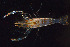  ( - CBC_0348)  @11 [ ] CreativeCommons - Attribution Non-Commercial Share-Alike (2017) Matthieu Leray Smithsonian Institution