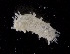  ( - CBC_0376)  @11 [ ] CreativeCommons - Attribution Non-Commercial Share-Alike (2017) Matthieu Leray Smithsonian Institution