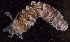  (Euapta - CBC_0383)  @11 [ ] CreativeCommons - Attribution Non-Commercial Share-Alike (2017) Matthieu Leray Smithsonian Institution