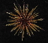  ( - CBC_0460)  @11 [ ] CreativeCommons - Attribution Non-Commercial Share-Alike (2017) Matthieu Leray Smithsonian Institution