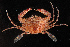  ( - CBC_0488)  @11 [ ] CreativeCommons - Attribution Non-Commercial Share-Alike (2017) Matthieu Leray Smithsonian Institution