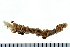  (Ampharete sp. CMC02 - 08PROBE-0155)  @12 [ ] CreativeCommons - Attribution (2010) Unspecified Centre for Biodiversity Genomics