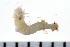  ( - 08PROBE-0198)  @12 [ ] CreativeCommons - Attribution (2010) Unspecified Centre for Biodiversity Genomics