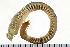  ( - 08PROBE-0241)  @14 [ ] CreativeCommons - Attribution (2010) Unspecified Centre for Biodiversity Genomics