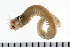  ( - 08PROBE-0245)  @14 [ ] CreativeCommons - Attribution (2010) Unspecified Centre for Biodiversity Genomics