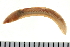  (Opheliinae - 08PROBE-0261)  @14 [ ] CreativeCommons - Attribution (2010) Unspecified Centre for Biodiversity Genomics