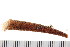  ( - 08PROBE-0288)  @13 [ ] CreativeCommons - Attribution (2008) Unspecified Centre for Biodiversity Genomics