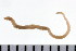  ( - 08PROBE-0294)  @12 [ ] CreativeCommons - Attribution (2008) Unspecified Centre for Biodiversity Genomics