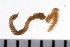  ( - 08PROBE-0307)  @12 [ ] CreativeCommons - Attribution (2008) Unspecified Centre for Biodiversity Genomics