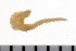  ( - 08PROBE-0584)  @13 [ ] CreativeCommons - Attribution (2008) Unspecified Centre for Biodiversity Genomics
