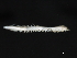  ( - 09PROBE-08223)  @12 [ ] CreativeCommons - Attribution (2009) Unspecified Centre for Biodiversity Genomics