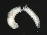  ( - 09PROBE-08390)  @12 [ ] CreativeCommons - Attribution (2009) Unspecified Centre for Biodiversity Genomics