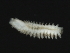  ( - 09PROBE-08413)  @12 [ ] CreativeCommons - Attribution (2009) Unspecified Centre for Biodiversity Genomics