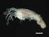 (Lysippe - 09PROBE-08425)  @13 [ ] CreativeCommons - Attribution (2009) Unspecified Centre for Biodiversity Genomics