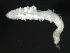  (Spio sp. CMC02 - 09PROBE-08426)  @13 [ ] CreativeCommons - Attribution (2009) Unspecified Centre for Biodiversity Genomics