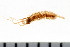  (Proceraea prismatica - CCANN490)  @13 [ ] CreativeCommons - Attribution (2010) Unspecified Centre for Biodiversity Genomics