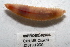  (Travisia - 09PROBE-02006)  @14 [ ] CreativeCommons - Attribution (2010) Unspecified Centre for Biodiversity Genomics