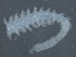  (Phyllodoce groenlandica CMC02 - 09PROBE-01125)  @13 [ ] CreativeCommons - Attribution (2010) Unspecified Centre for Biodiversity Genomics