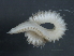  (Scoloplos sp. CMC04 - 09PROBE-01141)  @13 [ ] CreativeCommons - Attribution (2010) Unspecified Centre for Biodiversity Genomics