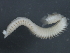  ( - 09PROBE-01144)  @12 [ ] CreativeCommons - Attribution (2010) Unspecified Centre for Biodiversity Genomics