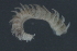  ( - 09PROBE-02034)  @13 [ ] CreativeCommons - Attribution (2010) Unspecified Centre for Biodiversity Genomics
